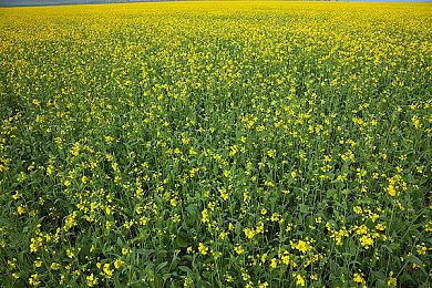 《阿凡达：潘多拉边境》大更新12月上线：第三人称、新游戏+